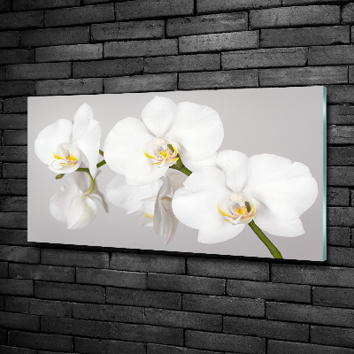 Schilderij glas Orchidee