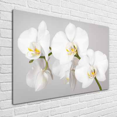 Schilderij glas Orchidee