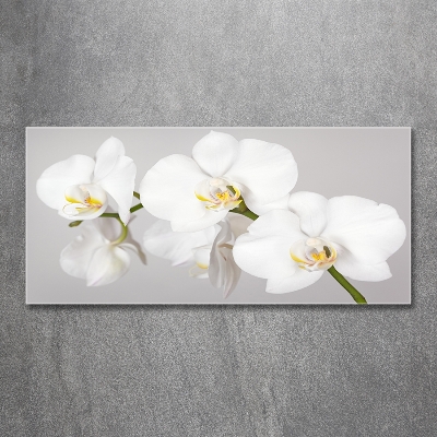 Schilderij glas Orchidee