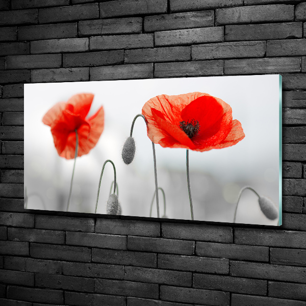 Glazen schilderij Klaprozen