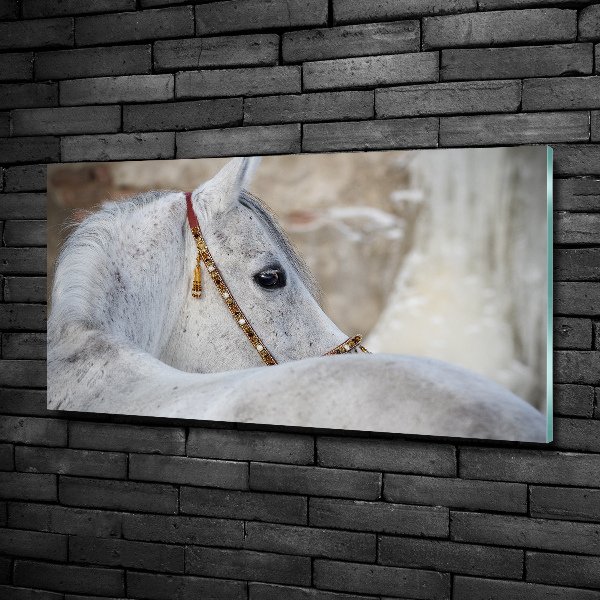 Foto schilderij op glas Wit Arabisch paard
