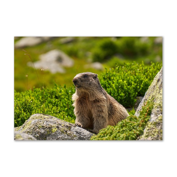 Schilderij op glas Tatra-marmot