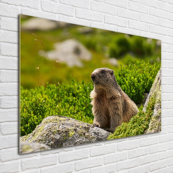 Schilderij op glas Tatra-marmot