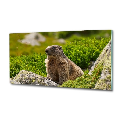 Schilderij op glas Tatra-marmot