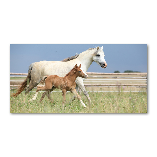 Foto-obraz szklany Klacz ze źrebięciem