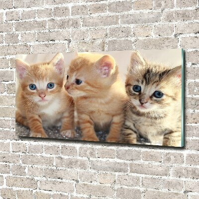 Foto schilderij op glas Kleine katjes