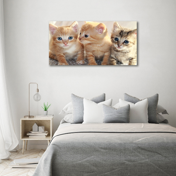 Foto schilderij op glas Kleine katjes