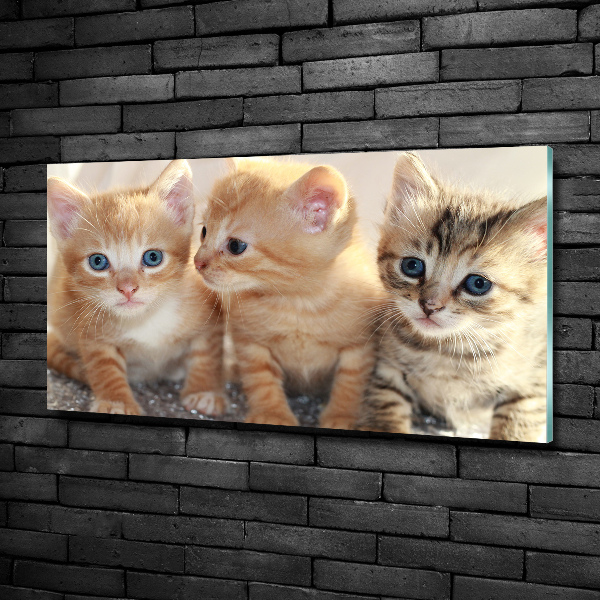 Foto schilderij op glas Kleine katjes