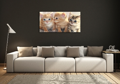 Foto schilderij op glas Kleine katjes