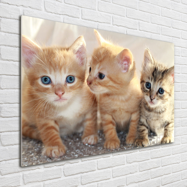 Foto schilderij op glas Kleine katjes
