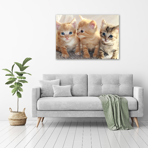 Foto schilderij op glas Kleine katjes