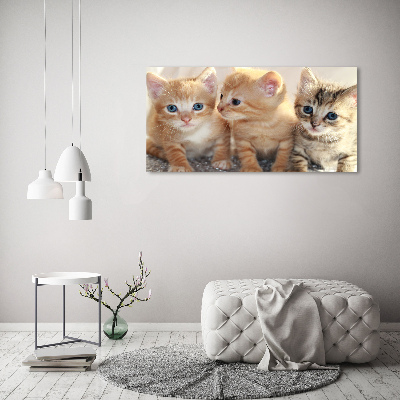 Foto schilderij op glas Kleine katjes