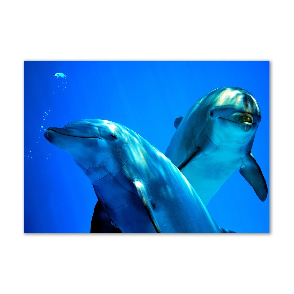 Foto-obraz szkło hartowane Dwa delfiny