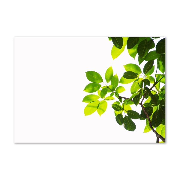 Foto schilderij op glas Bladeren