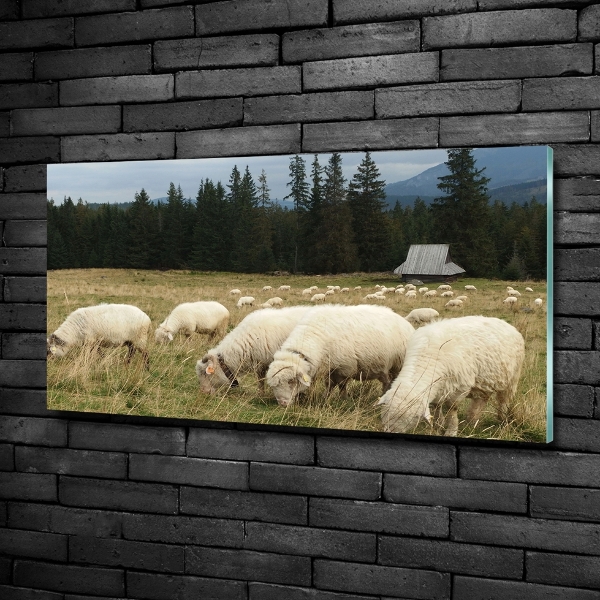 Schilderij glas Grazende schapen