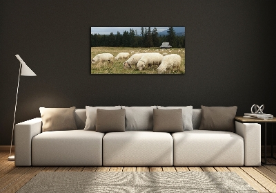 Schilderij glas Grazende schapen