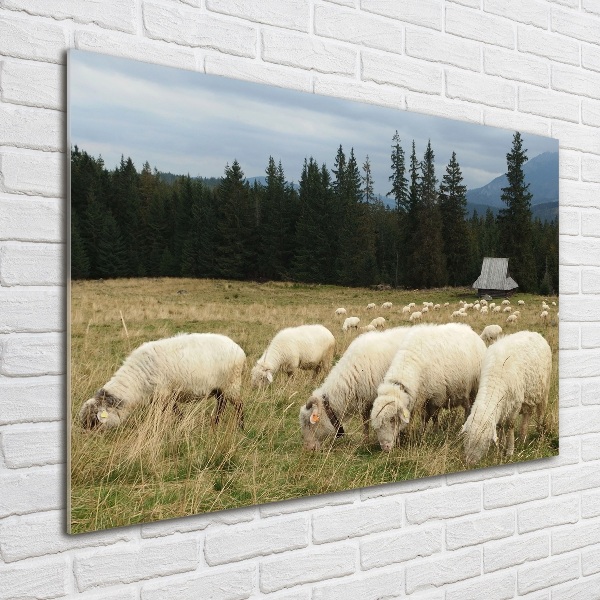 Schilderij glas Grazende schapen