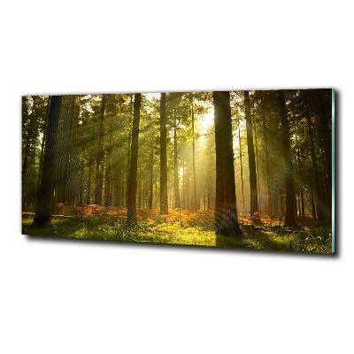 Schilderij glas Bos in de zon