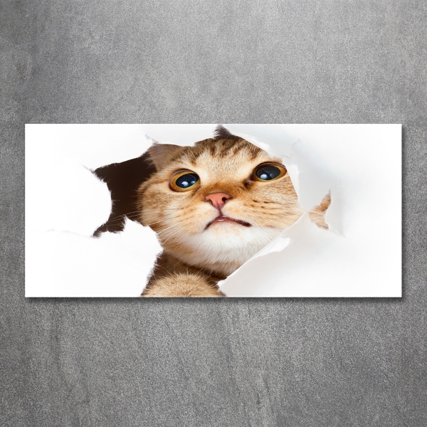 Foto-obraz szkło hartowane Kot w dziurze
