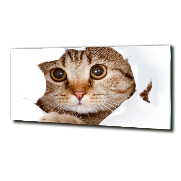 Foto-obraz zdjęcie szkło hartowane Kot