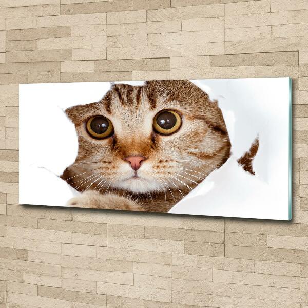 Glazen schilderij Kat