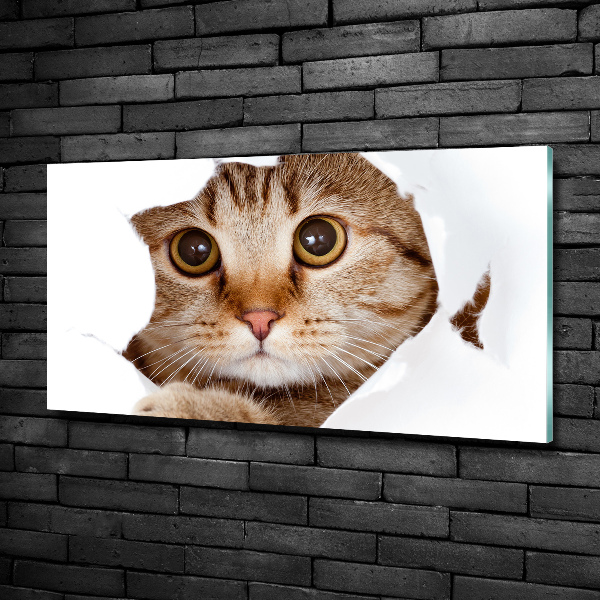 Foto-obraz zdjęcie szkło hartowane Kot