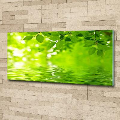 Glazen schilderij Groene bladeren