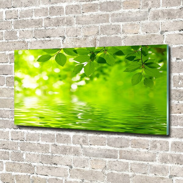 Glazen schilderij Groene bladeren