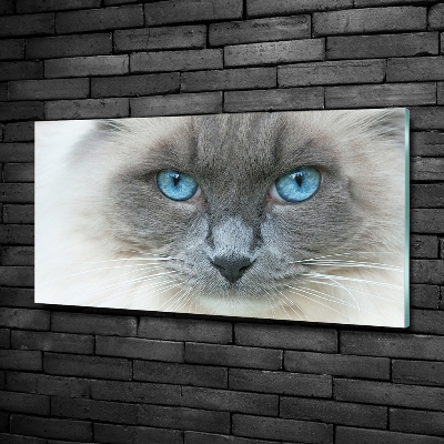 Foto schilderij op glas Blauwogige kat