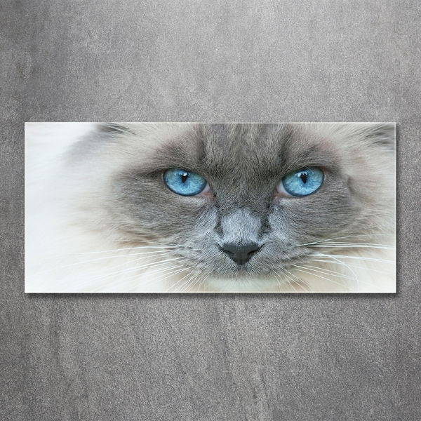 Foto schilderij op glas Blauwogige kat