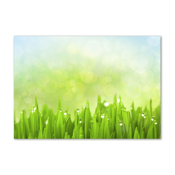 Schilderij op glas Gras