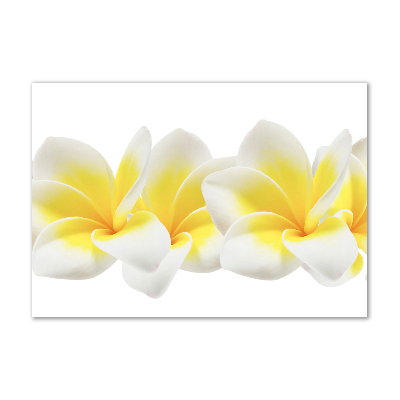 Foto obraz szkło hartowane Plumeria