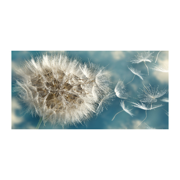 Schilderij op glas Paardenbloemen