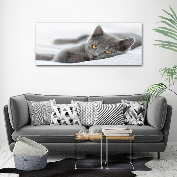 Foto schilderij op glas Grijze kat