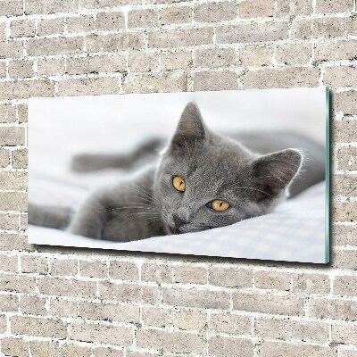 Foto schilderij op glas Grijze kat