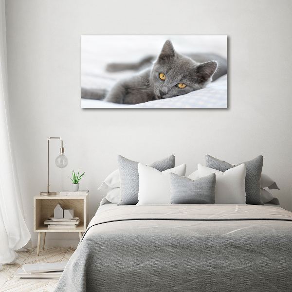 Foto schilderij op glas Grijze kat