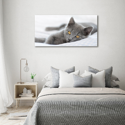 Foto schilderij op glas Grijze kat