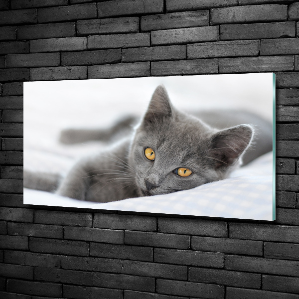 Foto schilderij op glas Grijze kat