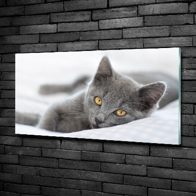 Foto schilderij op glas Grijze kat