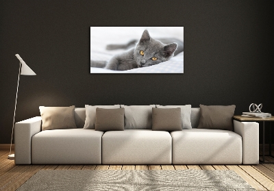 Foto schilderij op glas Grijze kat