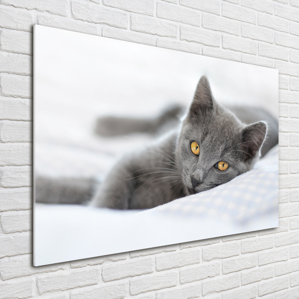 Foto schilderij op glas Grijze kat
