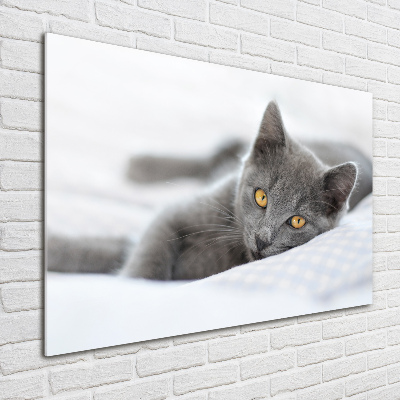 Foto schilderij op glas Grijze kat