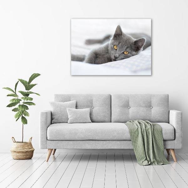 Foto schilderij op glas Grijze kat