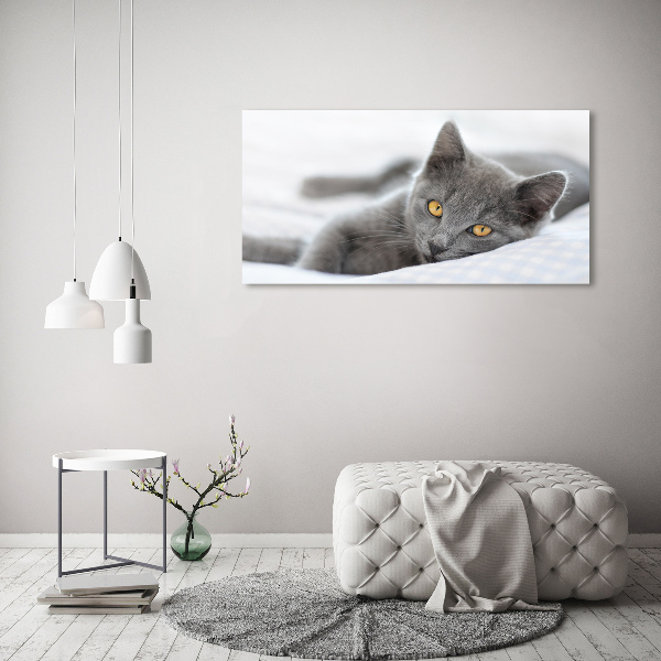 Foto schilderij op glas Grijze kat