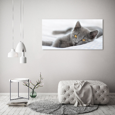 Foto schilderij op glas Grijze kat
