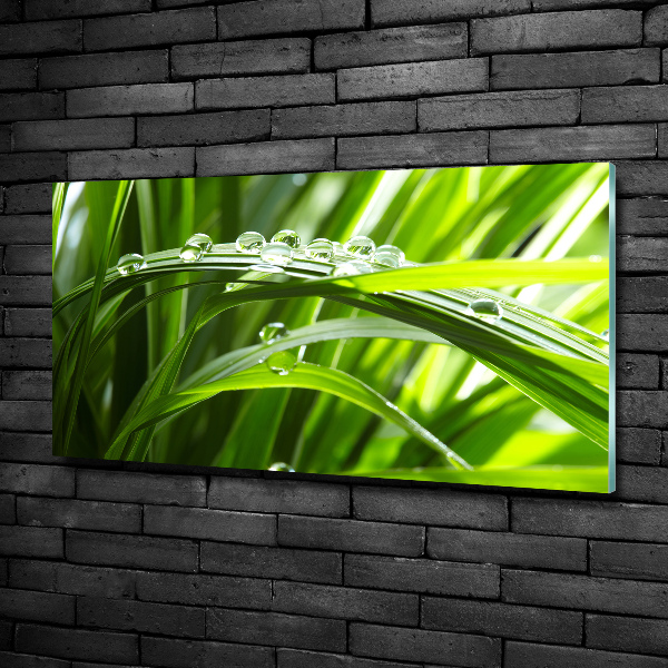 Schilderij glas Druppels op het gras