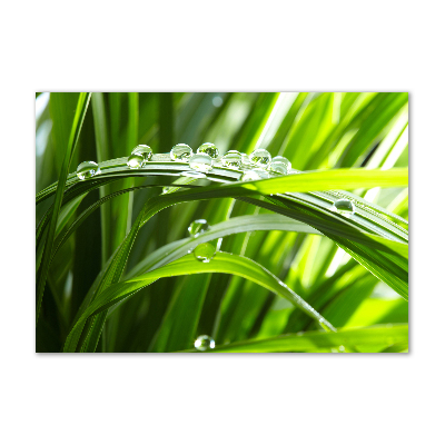 Schilderij glas Druppels op het gras