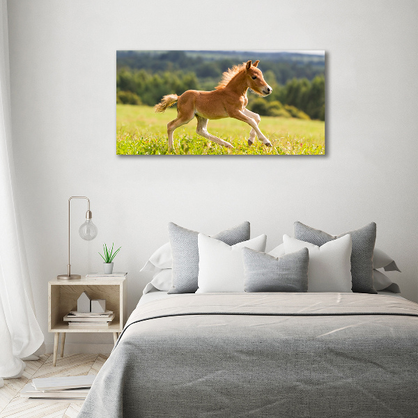 Schilderij glas Een veulen dat galoppeert