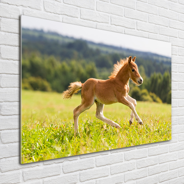 Schilderij glas Een veulen dat galoppeert