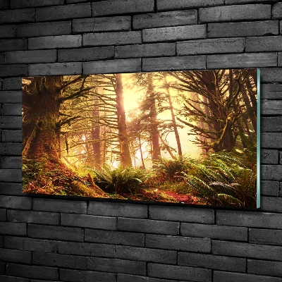 Foto schilderij op glas regenwoud